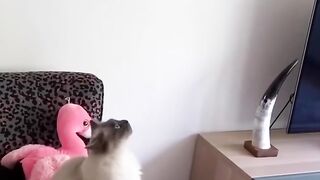 Disguise in cats / The Most Hilarious Animals 2022