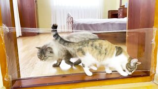 Funny Cats vs Invisible Wall