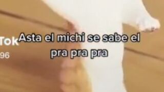 gatinho