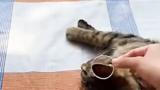 Теперь вы знаете, чем заняться со своим котом =D