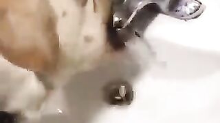 Funny Dogs