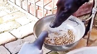 This Animal fails Is So hilarious.Checkout The Message in the comments
