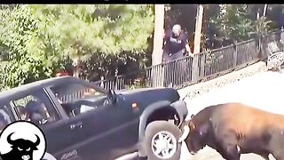 What happens when bulls get angry and fail. Special message In The Comments For You.