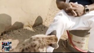 O filhote é manso, mais a mãe dele não kkkk