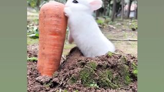 Tiktok rabit video