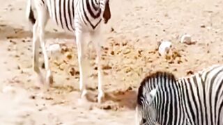 The male zebra tries the zebra cub, but is intercepted by the female zebra