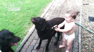 Babies Laughing At Pets The Dodo