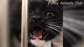 Funny Animal Videos 2022 ???? - Funniest Cats And Dogs Videos ???????? #28.mp4