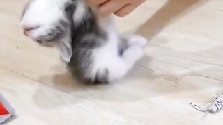 Cute Kitten