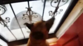 The best Amazing brilliant dog on planet anyone can wish for well trained