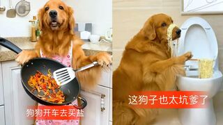 The Dog are Cute and Funny 2020