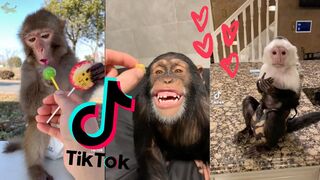 Super cute crazy funny #Monkeys????