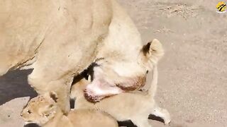Man who killed a Lion with bare hands and ate it