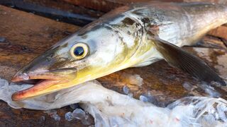 Fresh COBIA FISH CUTTING Skills | FF CUTTING ????????Knife Cuts Like Butter Cubia Fish Cutting Skils