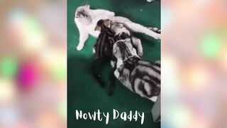 Funny Cute animals Videos cute moment of the animals - #05