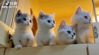 TikTok cute cats# Amazing crazy cats