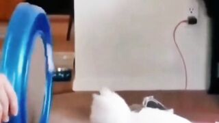 Funny cat(Tiktok)