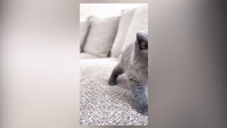 Cute Cat