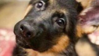 sweet german shepherd pupies