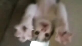 Funny cats ????????????????