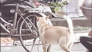 funny video