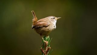 Bird sounds – Eurasian wren
