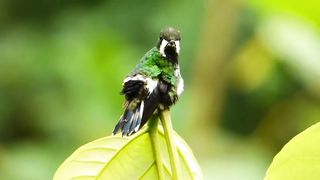 Green Thorntail