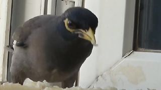 Funny bird eating melon