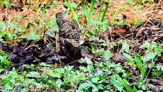 Dancing bird