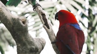 Beautiful parrots 2