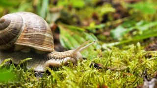 Movement of snails