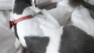 cute cats 10