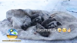Donmak üzereyken Anne diyen köpek yavrusu