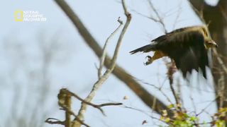 أشرس كائنات أفريقيا: منافسة شرسة | ناشونال جيوغرافيك أبوظبي