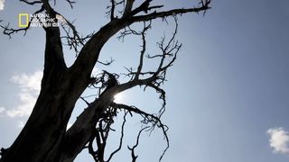 المملكة المتوحشة: عودة المنفيين | ناشونال جيوغرافيك أبوظبي