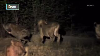 أعداء أبديون : الأسود والضباع | 2023 HD