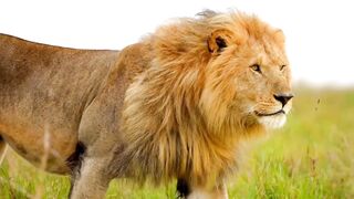 Animals 32