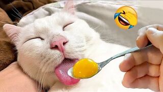 New Funny and Adorable Compilation of Animals