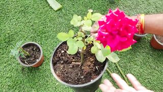 Top Plant Cuttings for Rainy Season Propagation in Hindi / Urdu