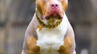 Dog ???? 5