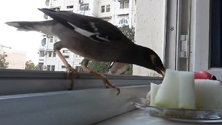 Funny birds Funny pets Comedy