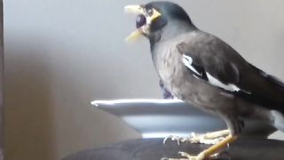 Don't choke on grapes with grapes, as this is a funny bird!