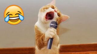 Funny Cats And Dogs Videos
