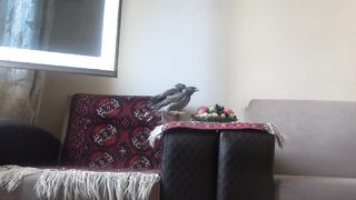 funny birds eat grapes