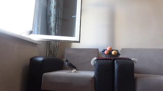 Funny birds Funny pets Eating