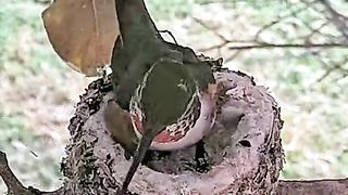 Olive begins nestorations for clutch