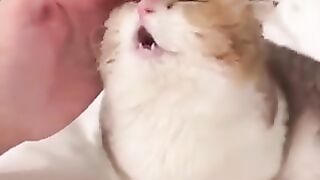Cat that fell asleep after being stroked.