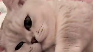 Parent cats caring for their children