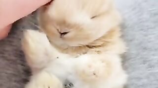 Rabbits sleeping soundly