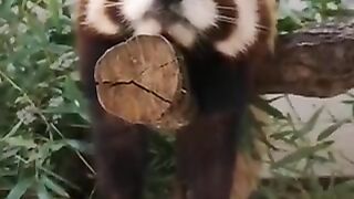 Sleepy red panda